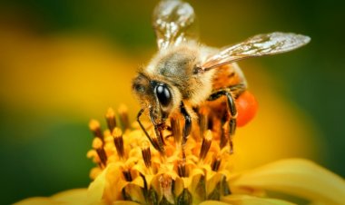 Belajar dari Tiga Binatang yang Disebut Al-Qur'an